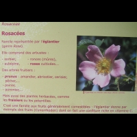 Famille Rosacees ou Rosaceae (txt)